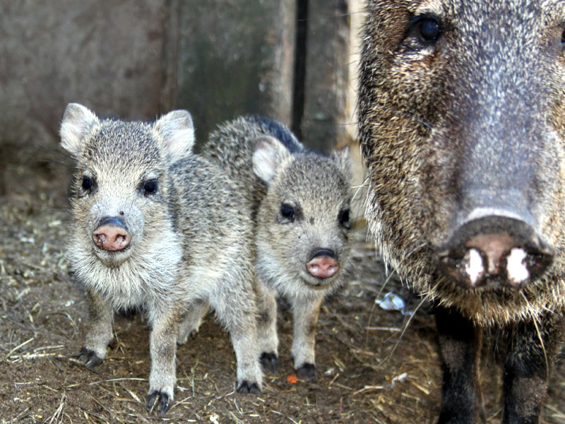 Peccary or Javelina babies at GarLyn Zoo